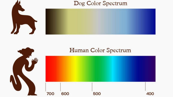What Does a Dog's Vision Look Like? Guide to Canine Eyesight