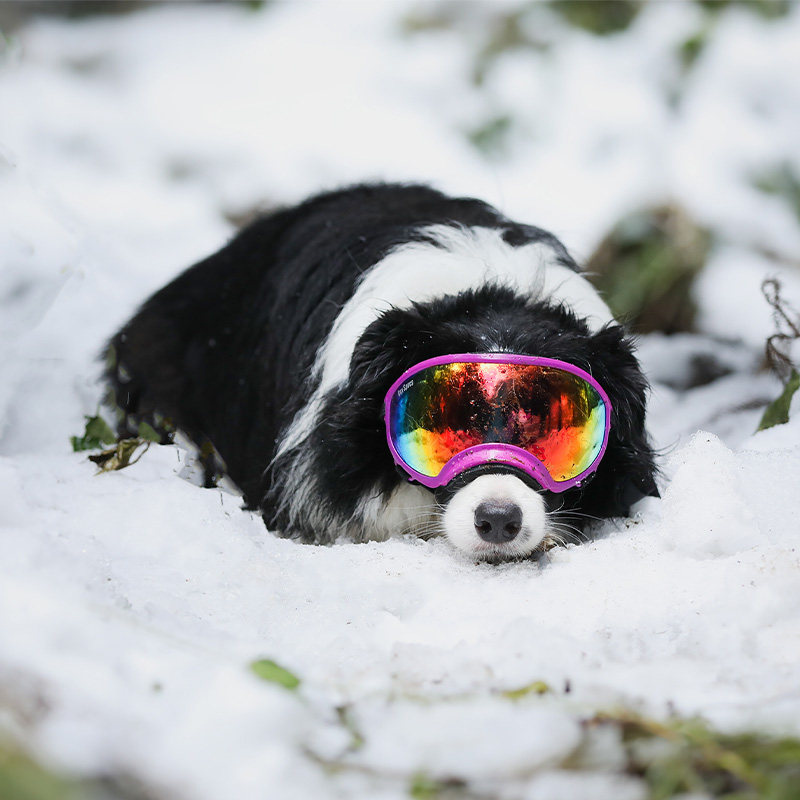 Dog Goggles UV400