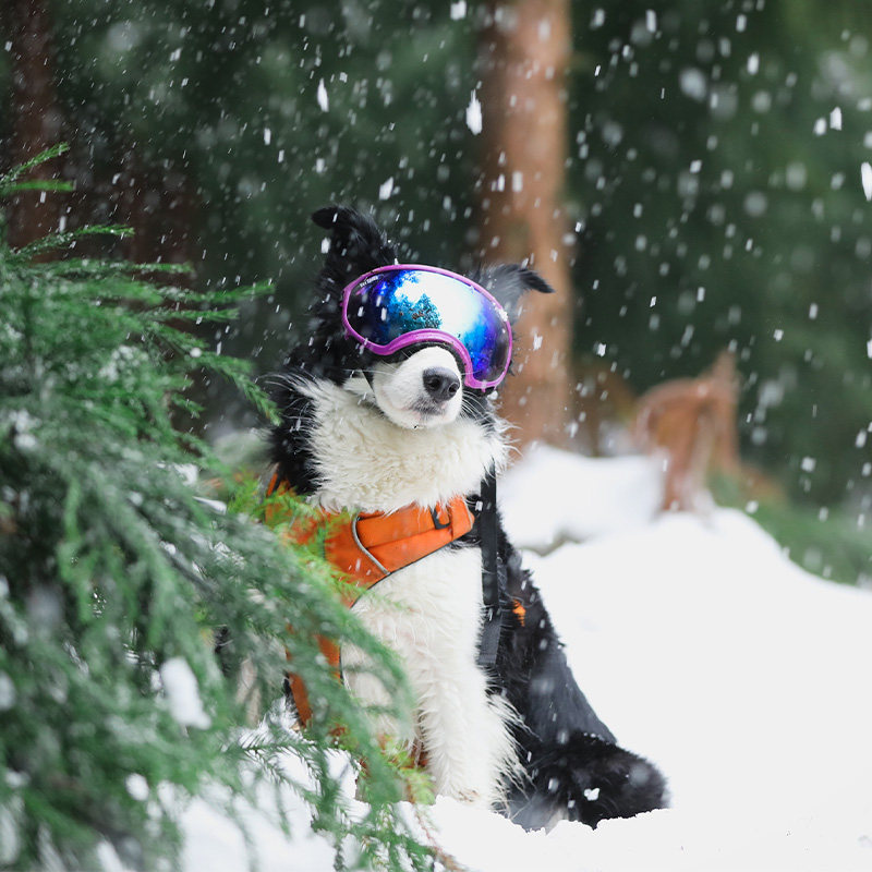 Dog Goggles UV400