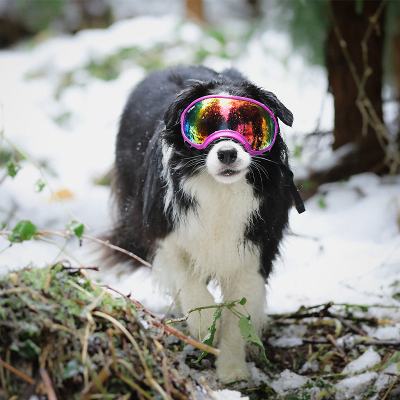 Dog Goggles UV400