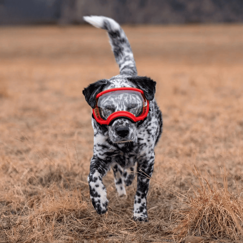 Dog Goggles UV400