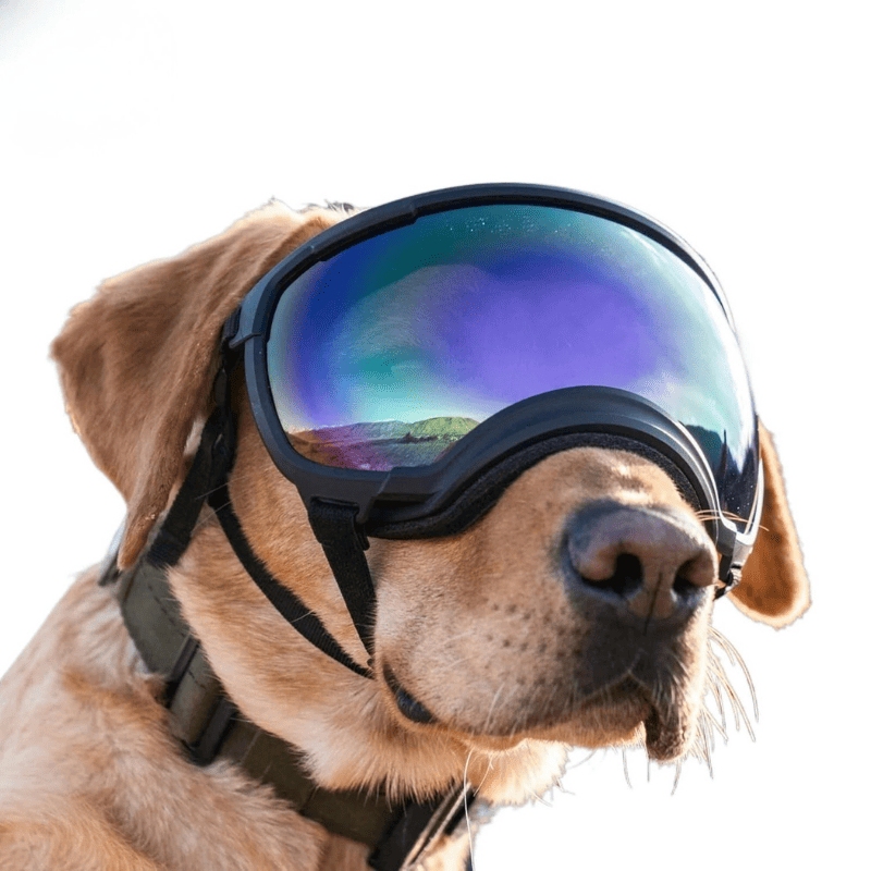 Dog Goggles UV400