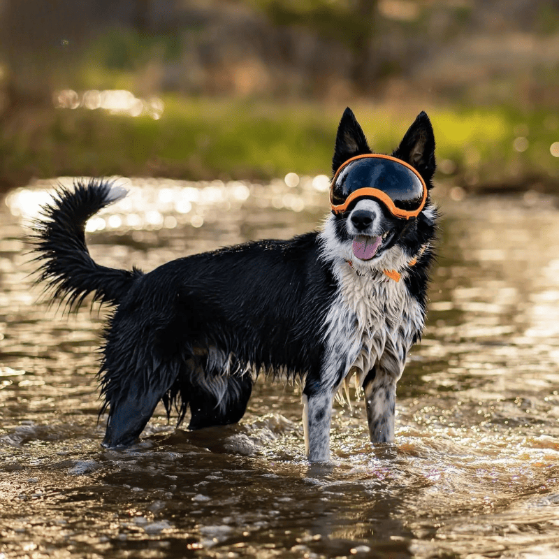 Dog Goggles UV400