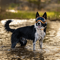 Dog Goggles UV400