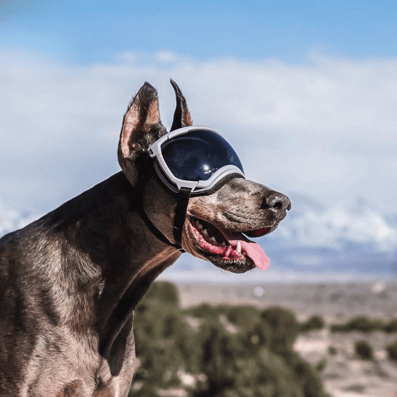 Dog Goggles UV400