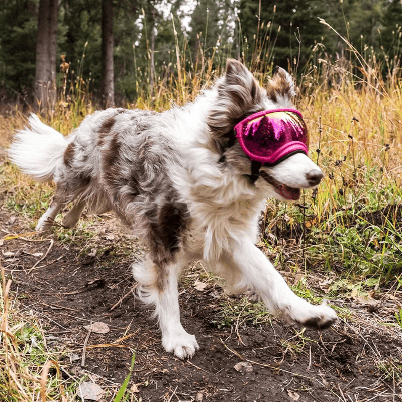 Dog Goggles UV400