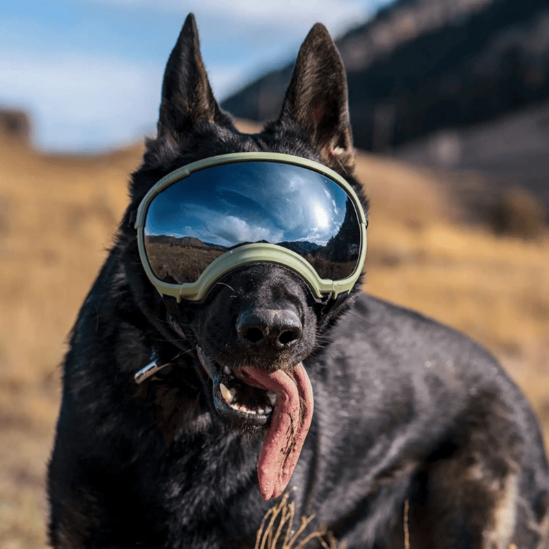 Dog Goggles UV400